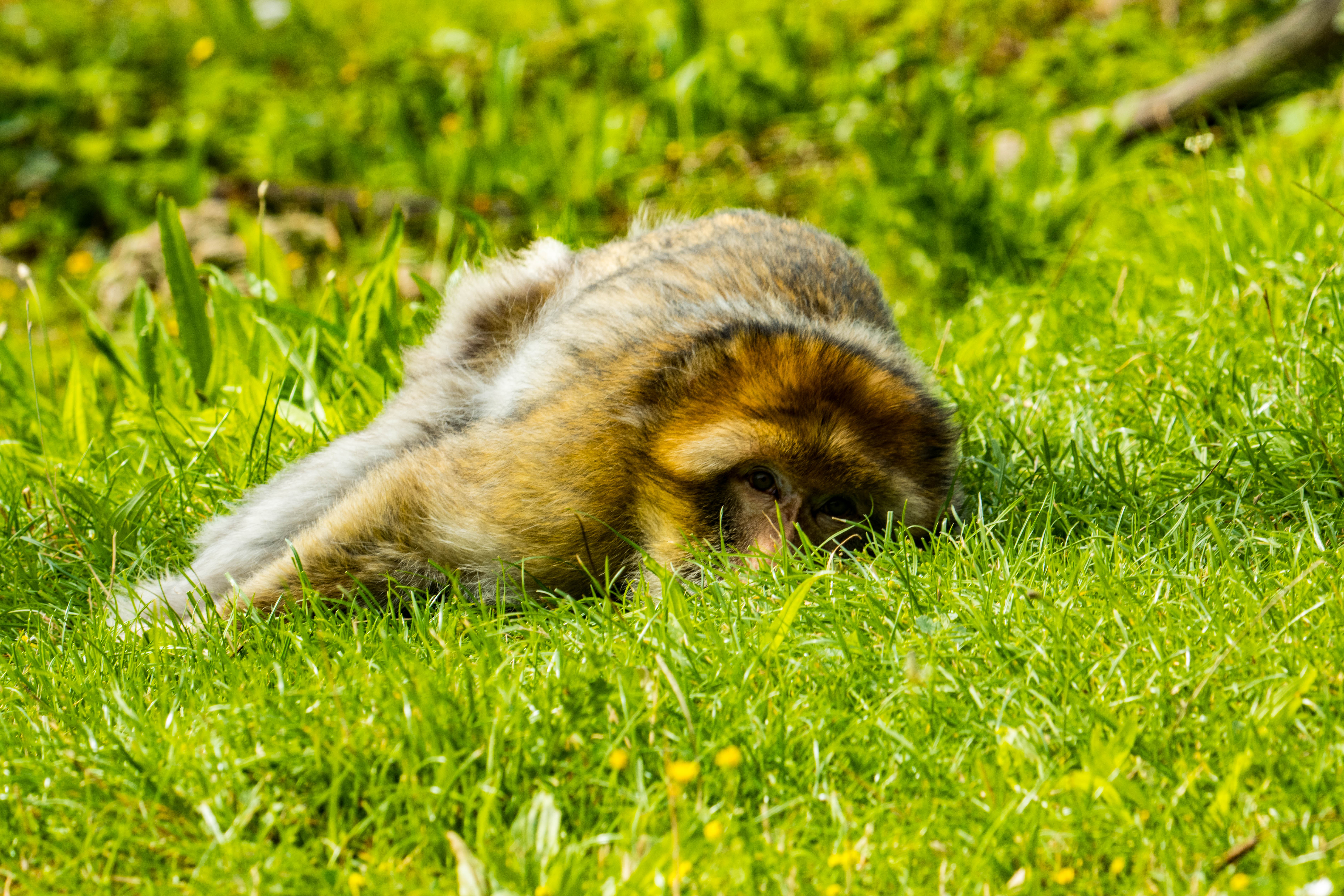 Macaque de Barbarie-_MG_7665.jpg